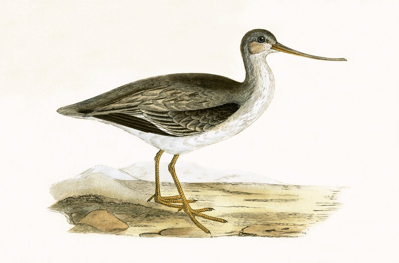 Terek Godwit, illustration de 