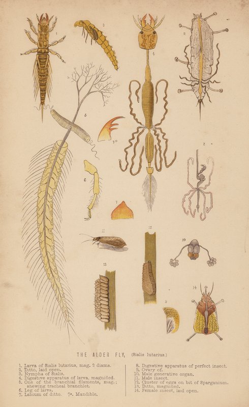 La Mouche de l