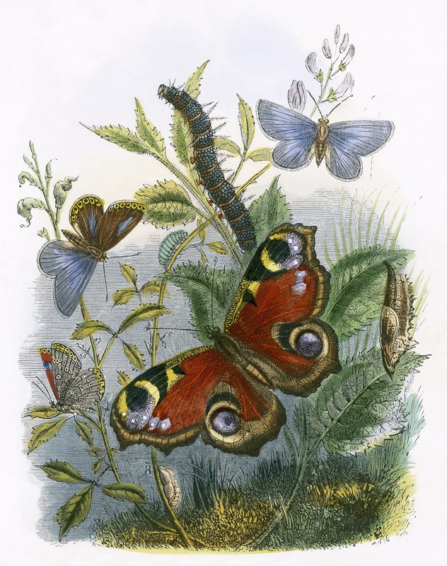 Le vivarium des papillons - English School