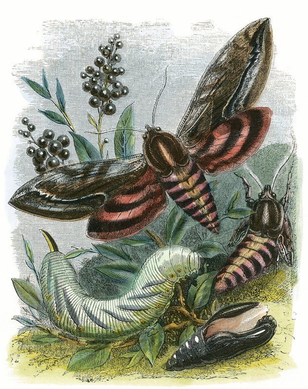 Le Vivarium des papillons - English School