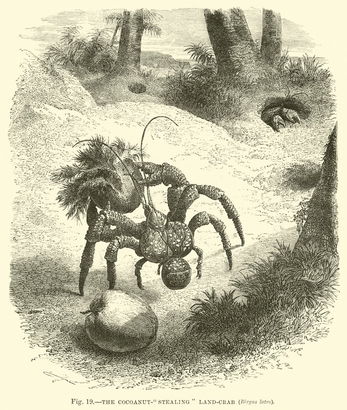 Le Crabe voleur de noix de coco, Birgus latro - English School