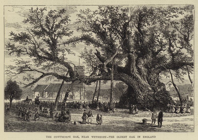 Le chêne de Cowthorpe, près de Wetherby, le plus vieux chêne d