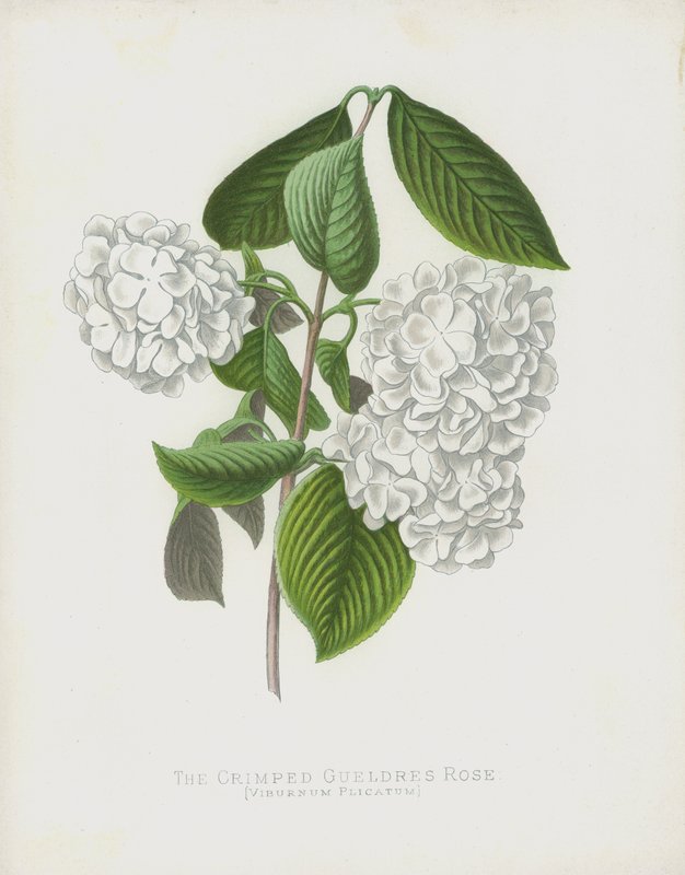 La Viorne Plissée, Viburnum Plicatum; var Dilatata - English School