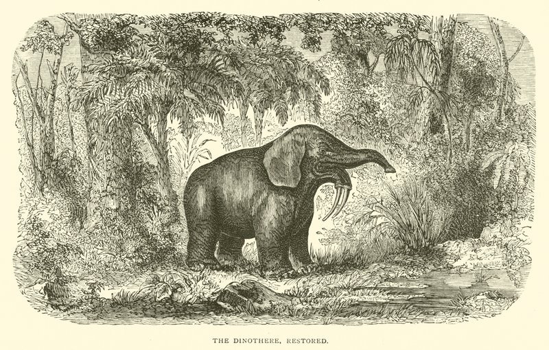 Le Dinothère, restauré (gravure) - English School