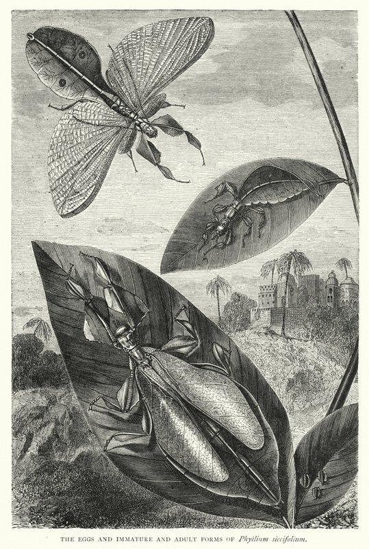 Les Œufs et les Formes Immatures et Adultes de Phyllium siccifolium - English School
