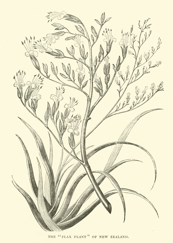 La plante de lin de Nouvelle-Zélande - English School