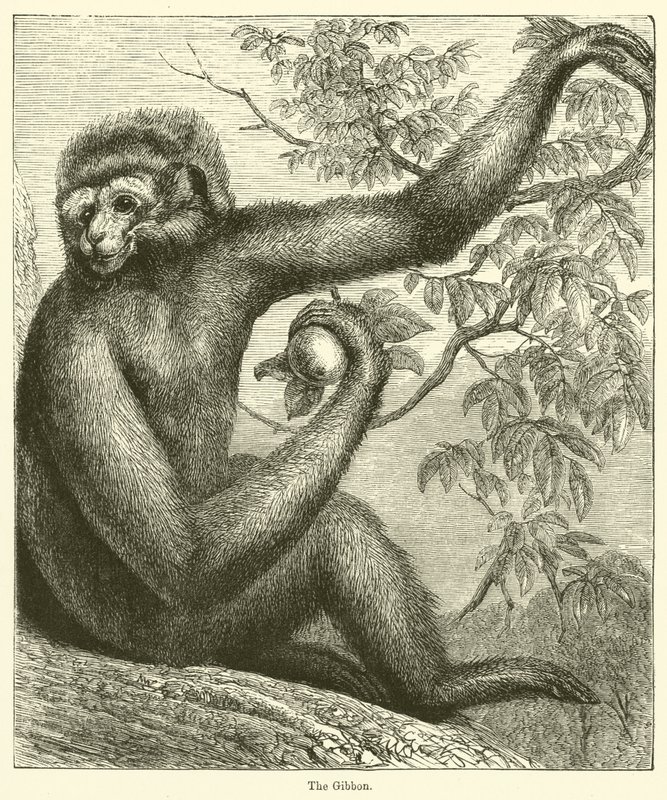 Le Gibbon (gravure) - English School