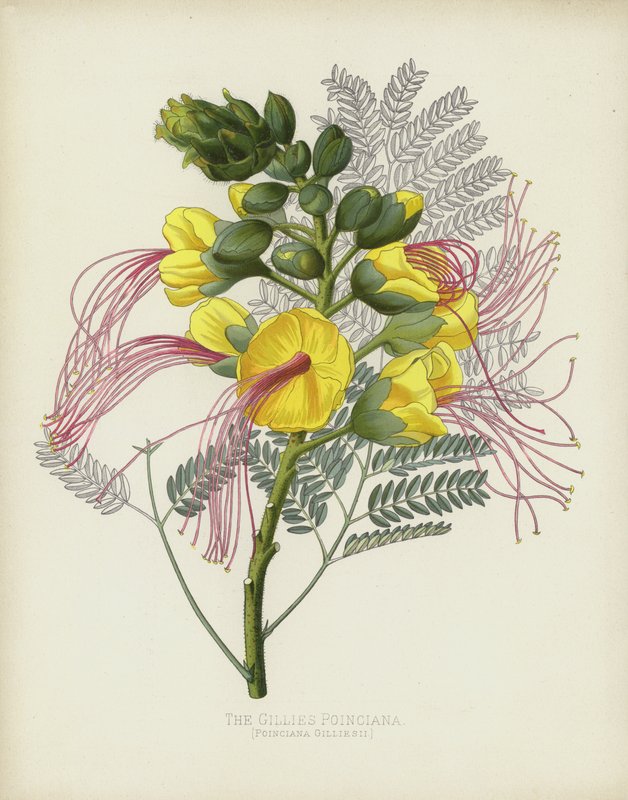 La Poinciana de Gillies, Poinciana Gilliesii - English School