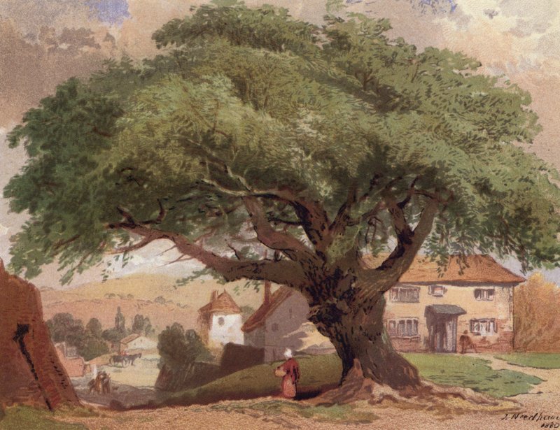 Le grand frêne, scène dans le Surrey - English School