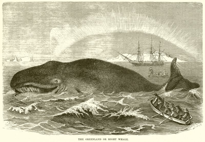La baleine du Groenland ou baleine franche - English School