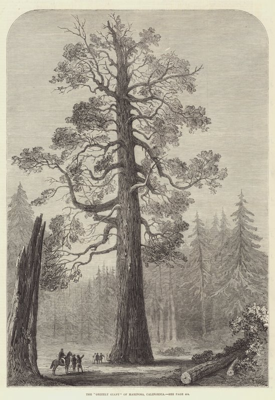 Le "Grizzly Giant" de Mariposa, Californie (gravure) - English School