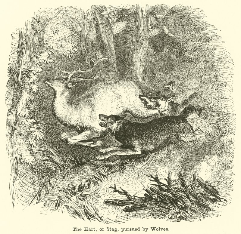 Le cerf, ou le cerf, poursuivi par des loups - English School