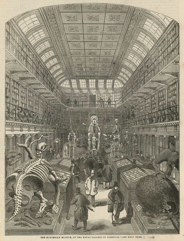 Le Musée Hunterian au Collège Royal des Chirurgiens - English School