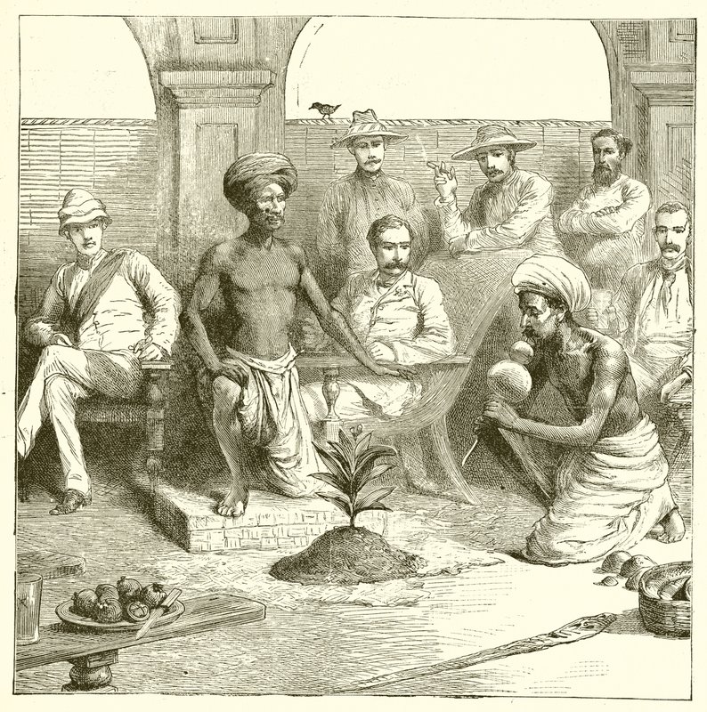 Le tour de la plante indienne - English School