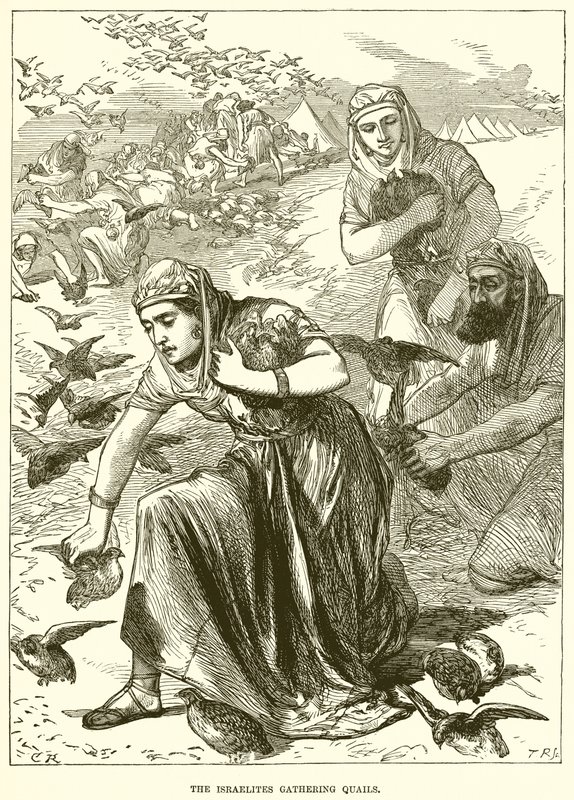 Les Israélites ramassant des cailles - English School