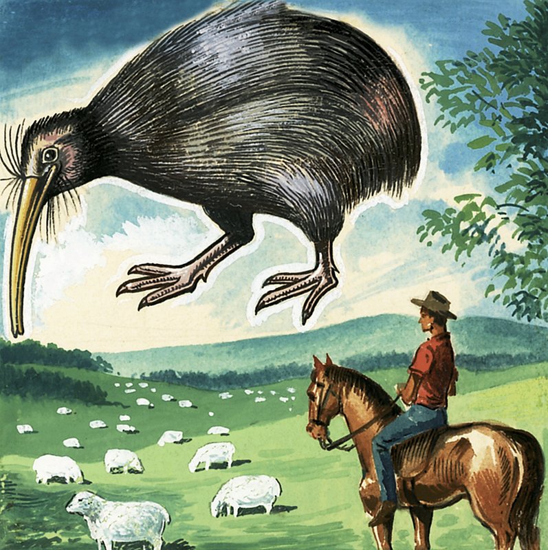 Le Kiwi, emblème de la Nouvelle-Zélande - English School