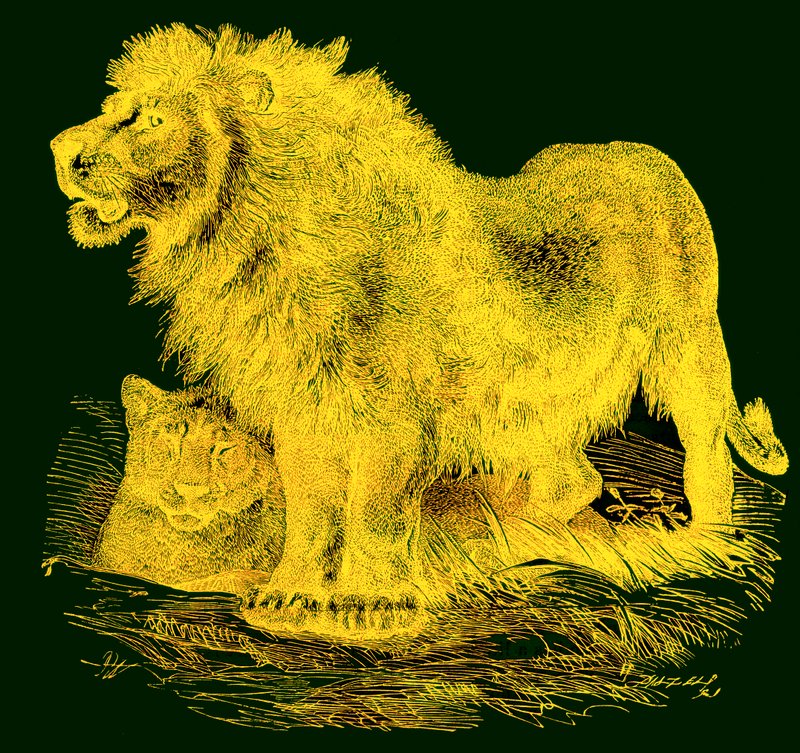 Le Lion, illustration de L