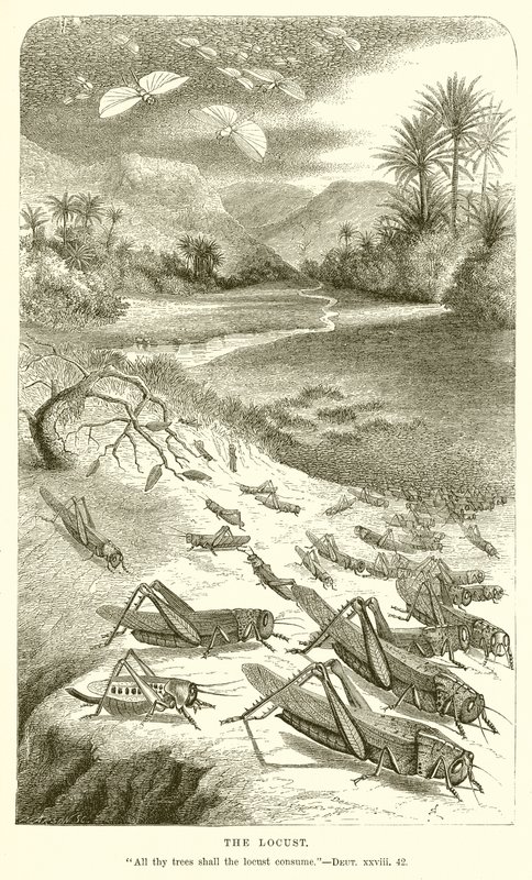 La Sauterelle - English School