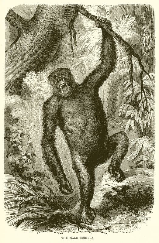 Le gorille mâle - English School