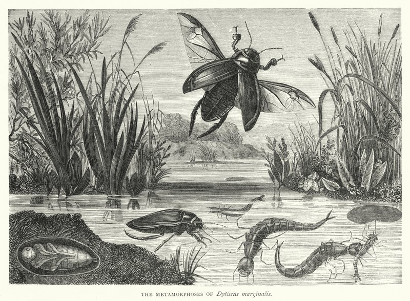 Les Métamorphoses de Dytiscus marginalis - English School