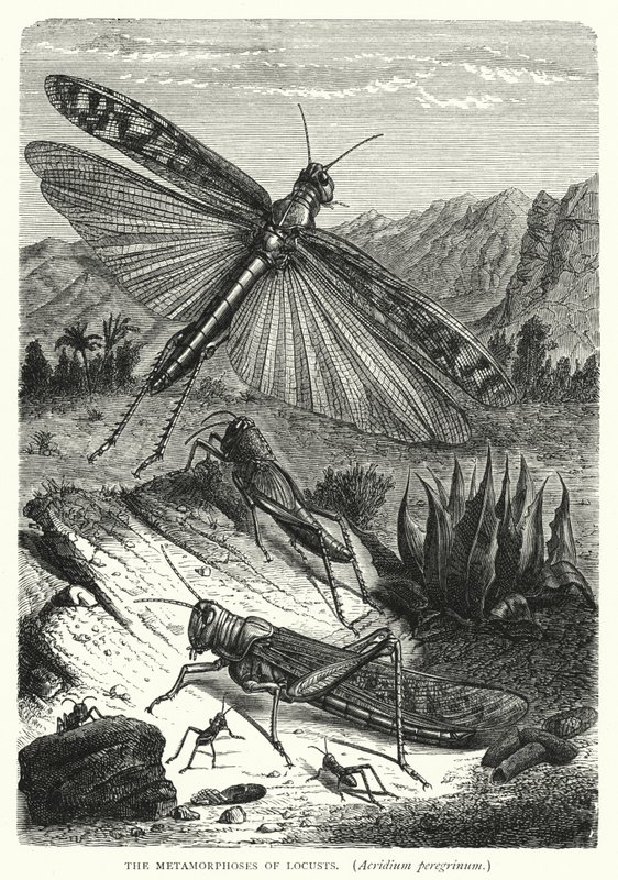 Les Métamorphoses des Criquets, Acridium peregrinum - English School
