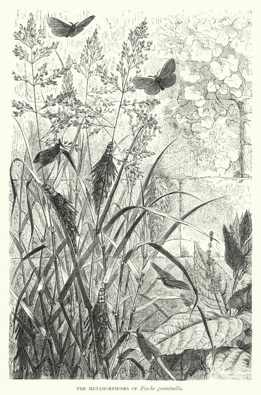 Les Métamorphoses de Psyche graminella - English School