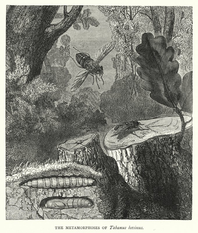 Les Métamorphoses de Tabanus bovinus (gravure) - English School