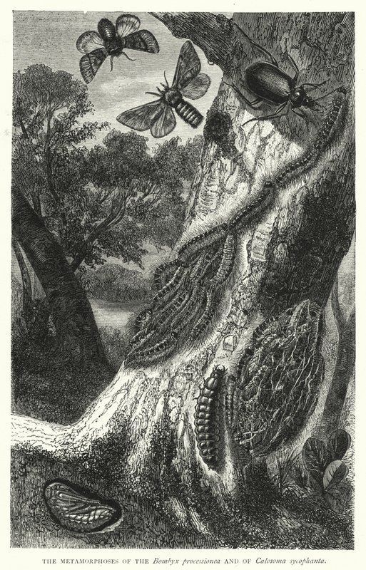 Les Métamorphoses du Bombyx processionea et de Calosoma sycophanta - English School