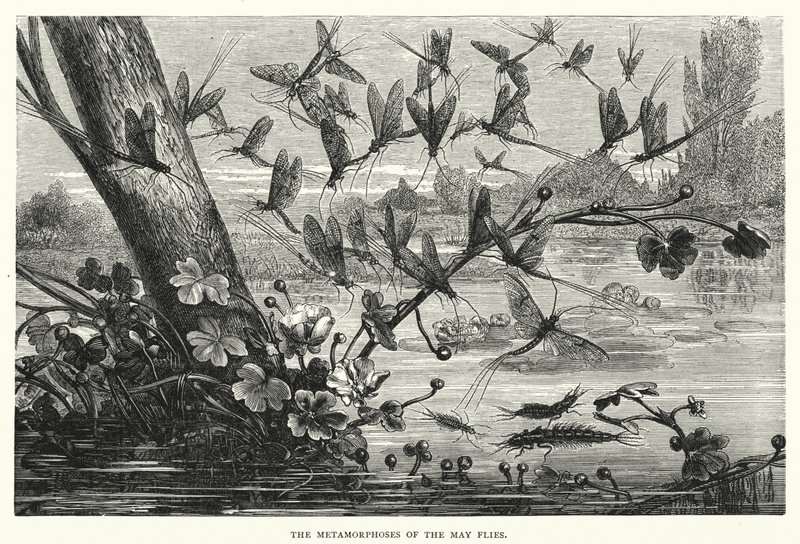 Les métamorphoses des éphémères - English School