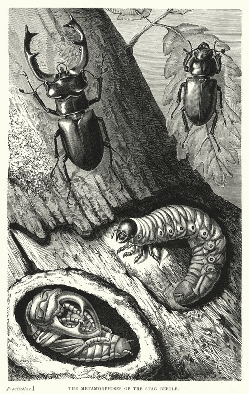 Les Métamorphoses du Cerf-Volant - English School