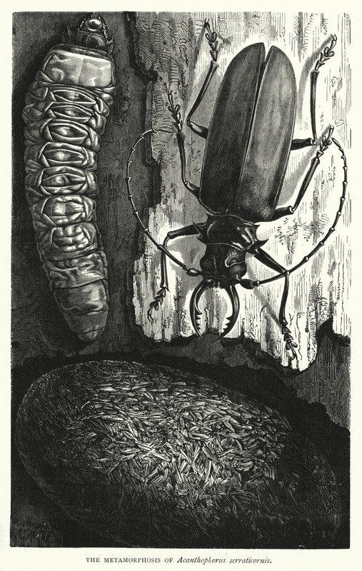 La Métamorphose d