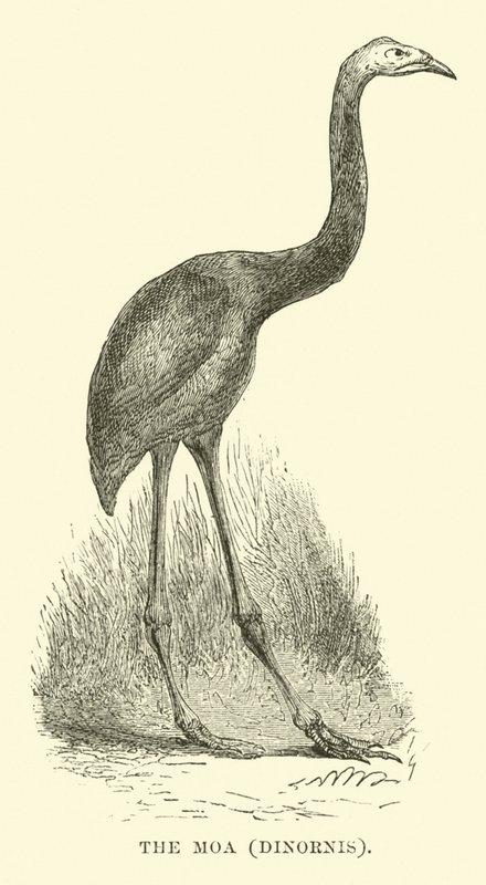 Le Moa, Dinornis - English School
