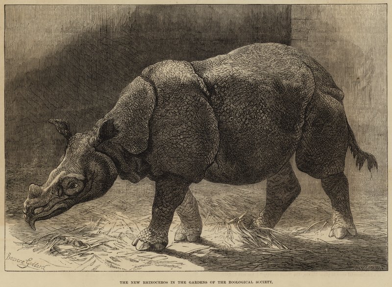 Le nouveau rhinocéros dans les jardins de la Société zoologique - English School