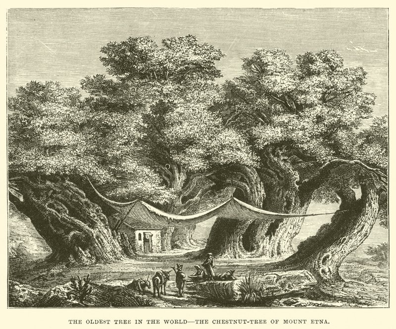 Le plus vieil arbre du monde, le châtaignier du mont Etna - English School