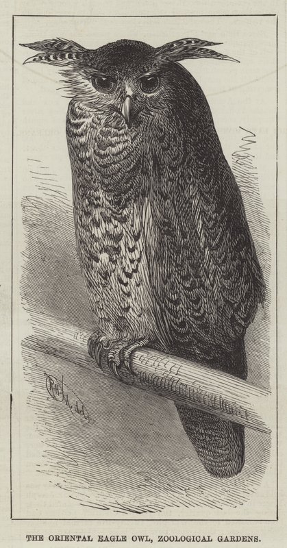 Le grand-duc hibou oriental, jardins zoologiques (gravure) - English School