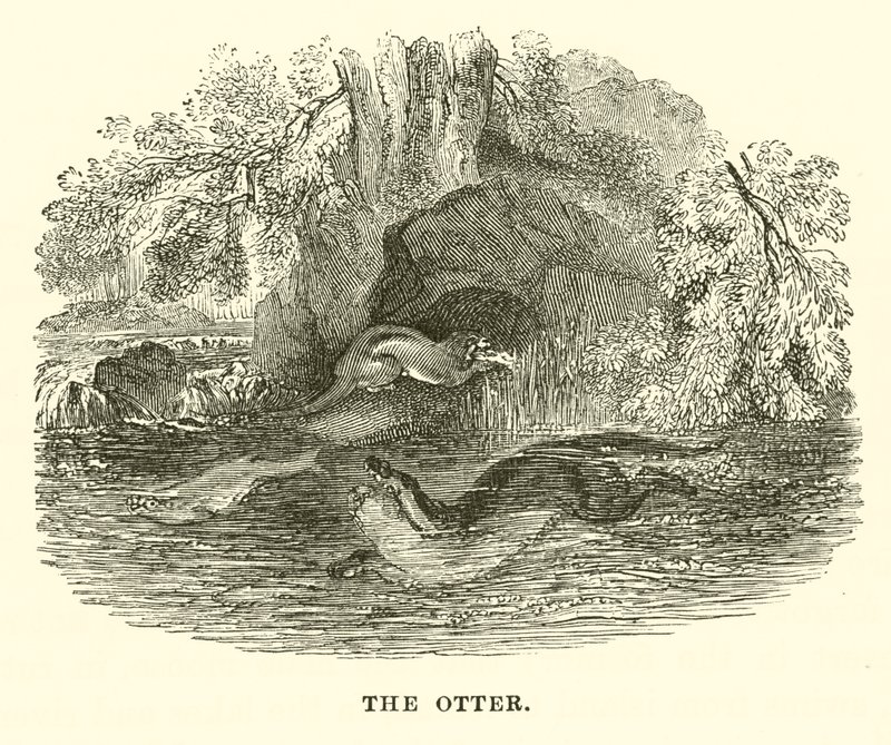 La Loutre (gravure) - English School