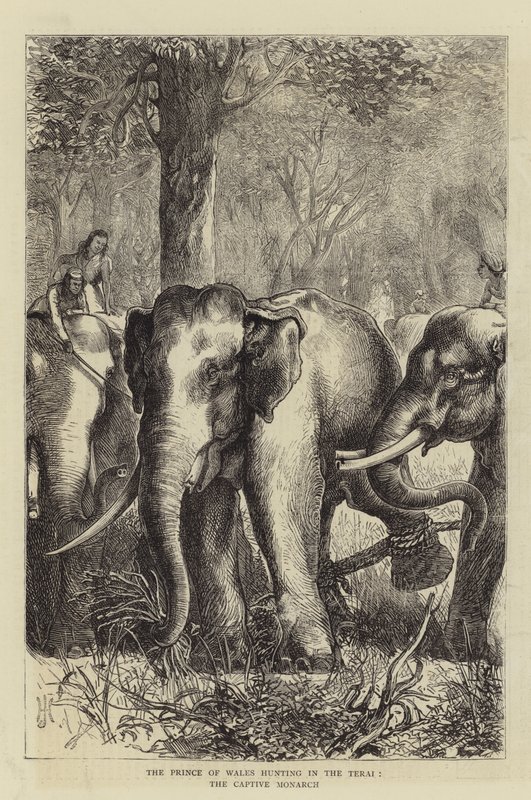 Le Prince de Galles chassant dans le Terai, le Monarque captif - English School