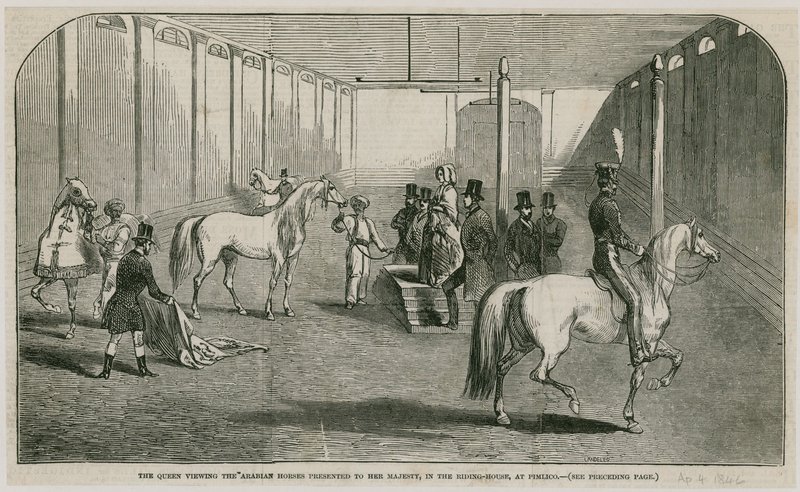 La Reine regardant les chevaux arabes présentés à Sa Majesté, dans la maison de manège à Pimlico - English School