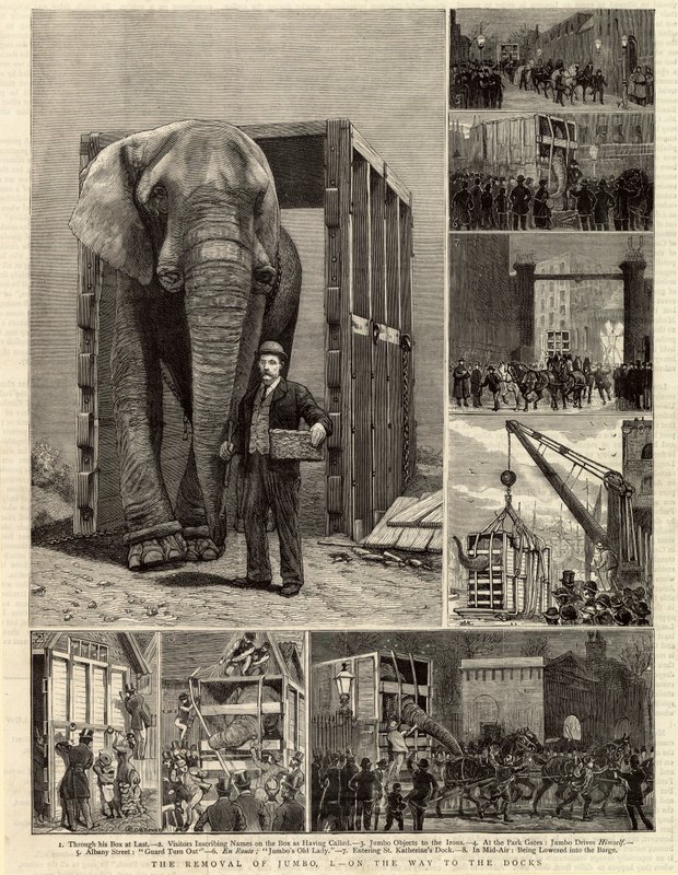 Le déménagement de Jumbo - English School