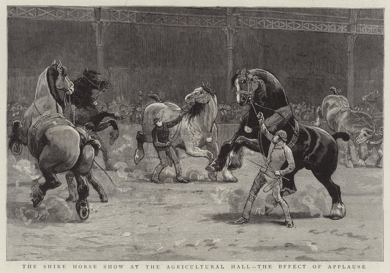 Le spectacle de chevaux de trait à l