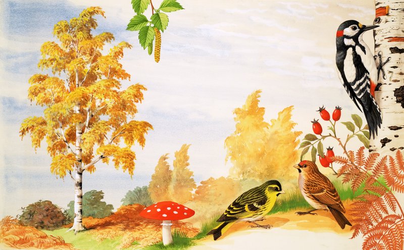 Le Bouleau argenté et les animaux et plantes que l