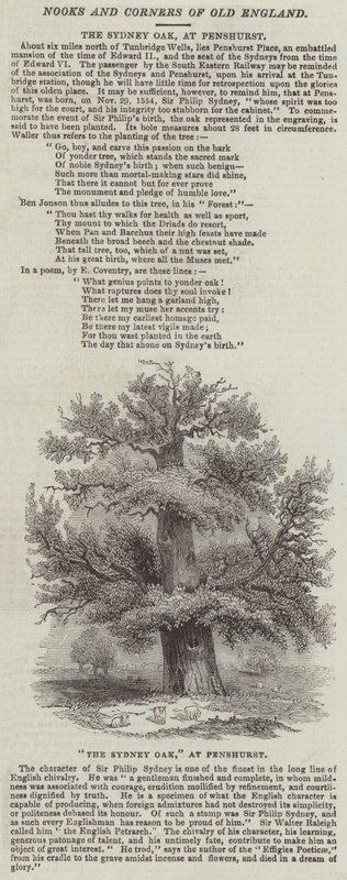 Le chêne de Sydney, à Penshurst (gravure) - English School