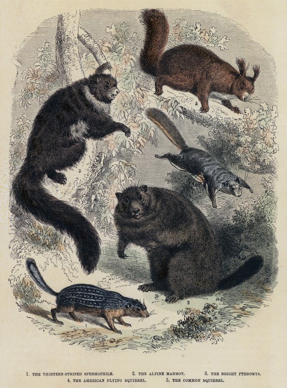 Le spermophile à treize bandes, la marmotte alpine, le pteromys brillant, l