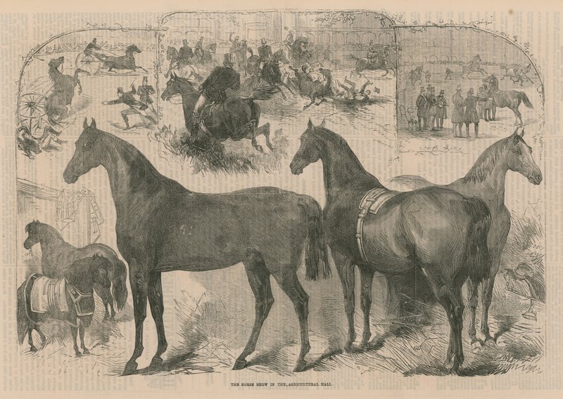Le salon du cheval au Hall agricole - English School