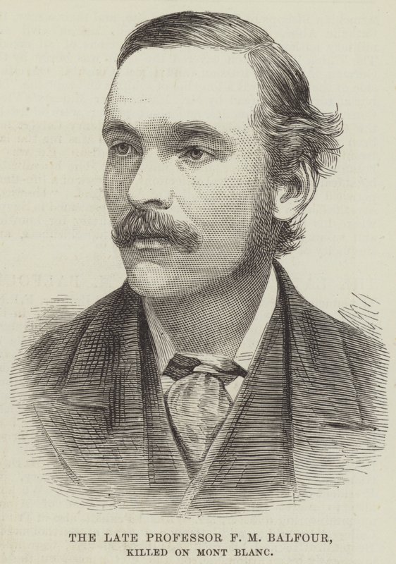 Feu le professeur F M Balfour, tué sur le Mont Blanc (gravure) - English School