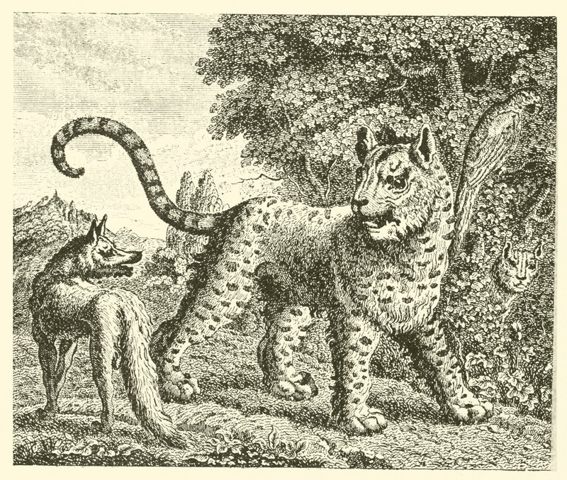 Le léopard et le renard - English School