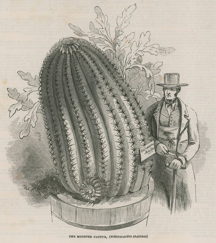 Le cactus monstre (Echinocactus stainesh) aux jardins royaux, Kew, Londres - English School