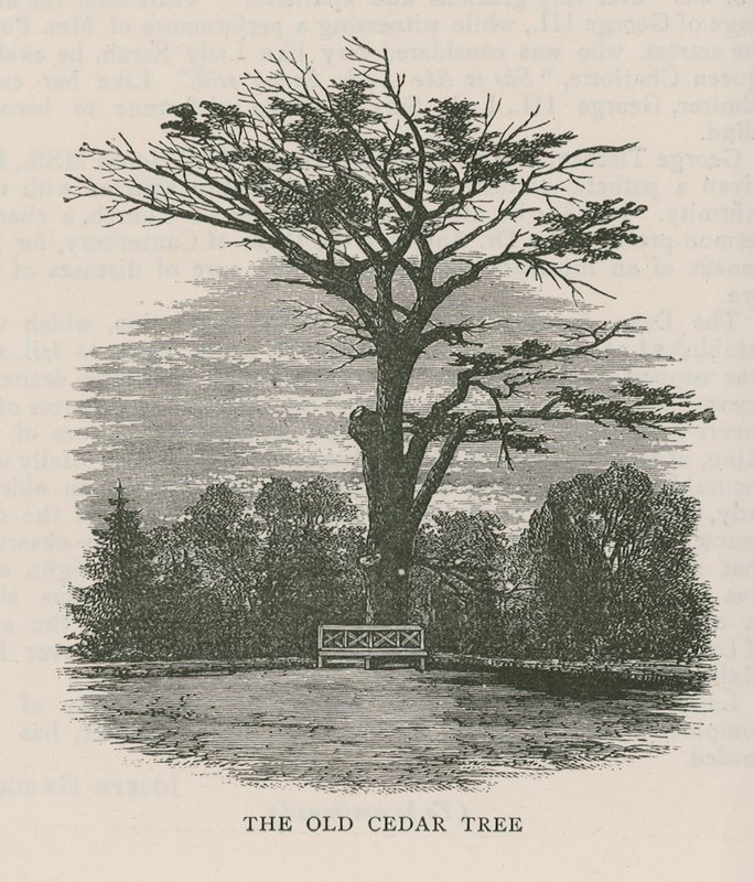 Le vieux cèdre, Holland House - English School