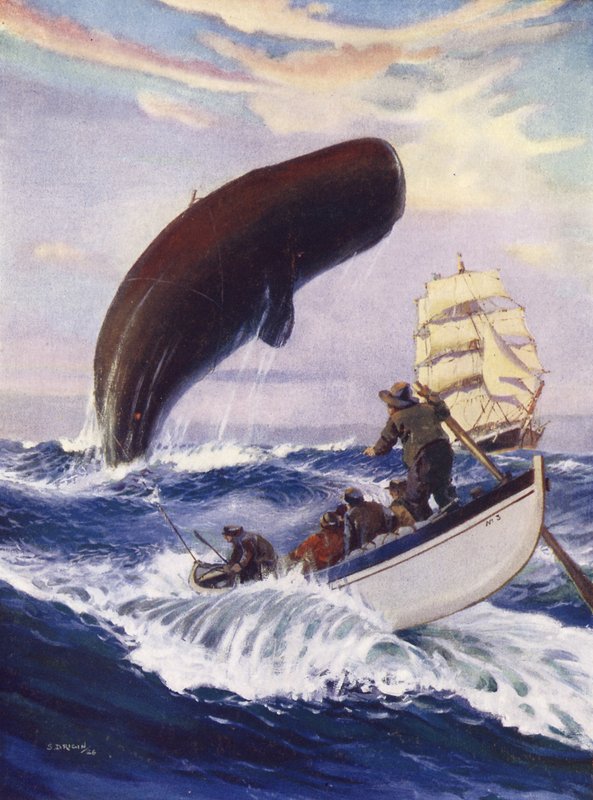 La baleine a soulevé toute sa masse hors de l