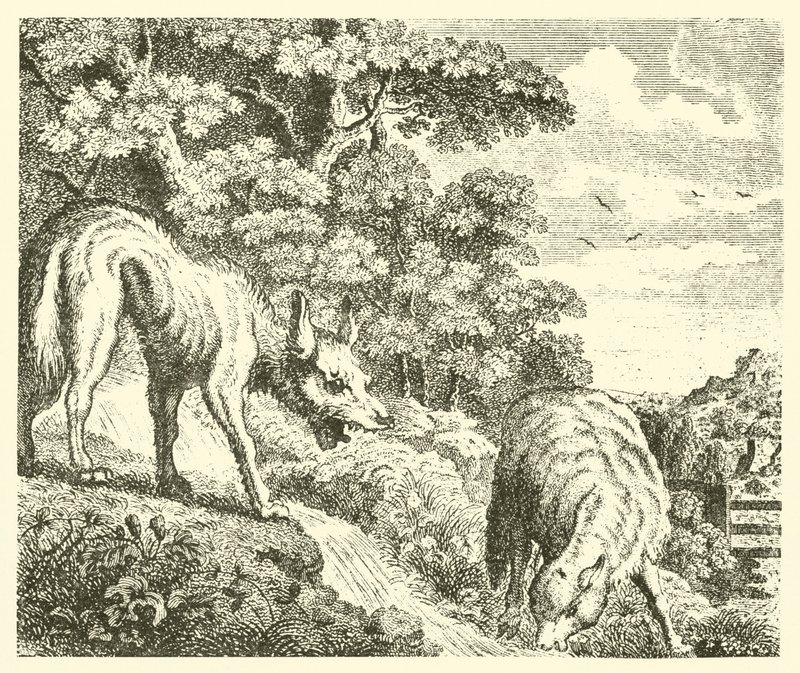 Le loup et l